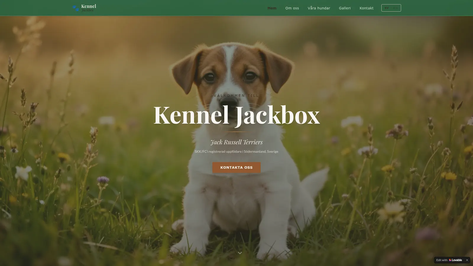 Kennel Jackbox — Varumärke & webb